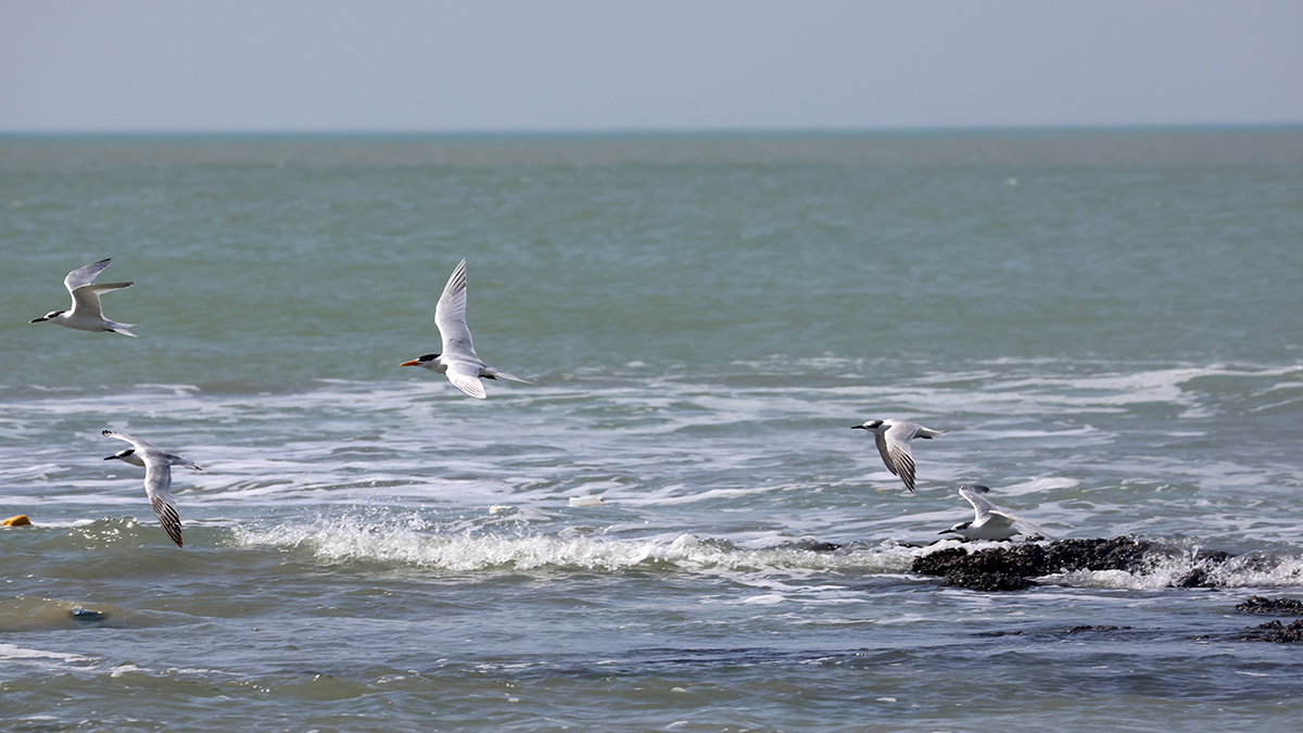 Royal Terns and Sandwich Tern